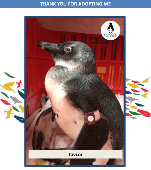 Tavcor the Penguin
